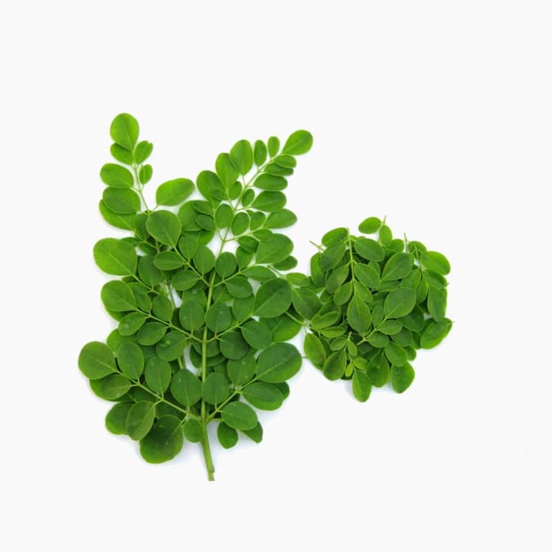 مورينجا 100g أرض الطبيعة